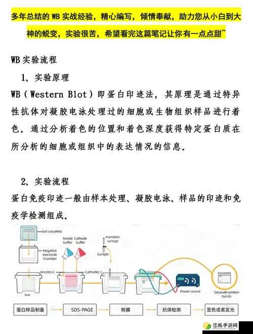 关于探究凸凸凹bbwbbwbbwbbw 的神秘意涵之深入分析与解读