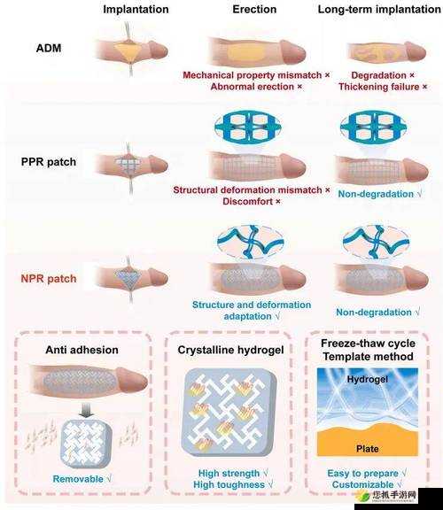 探索让变大变粗变长最快的方法：科学研究揭示惊人秘密