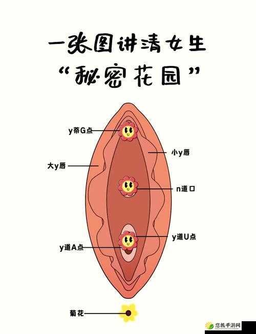 如何有效吸吮小花园：科学技巧与实践指南