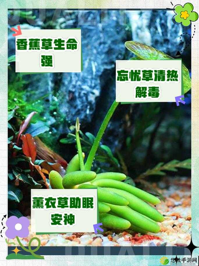 香蕉和忘忧草对焦虑的影响-探究其深层作用机制与价值