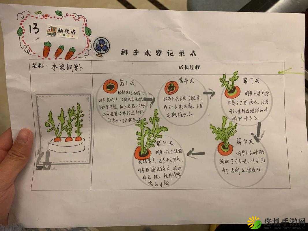 迷你世界种植指南，胡萝卜的种植方法与成熟标准详解