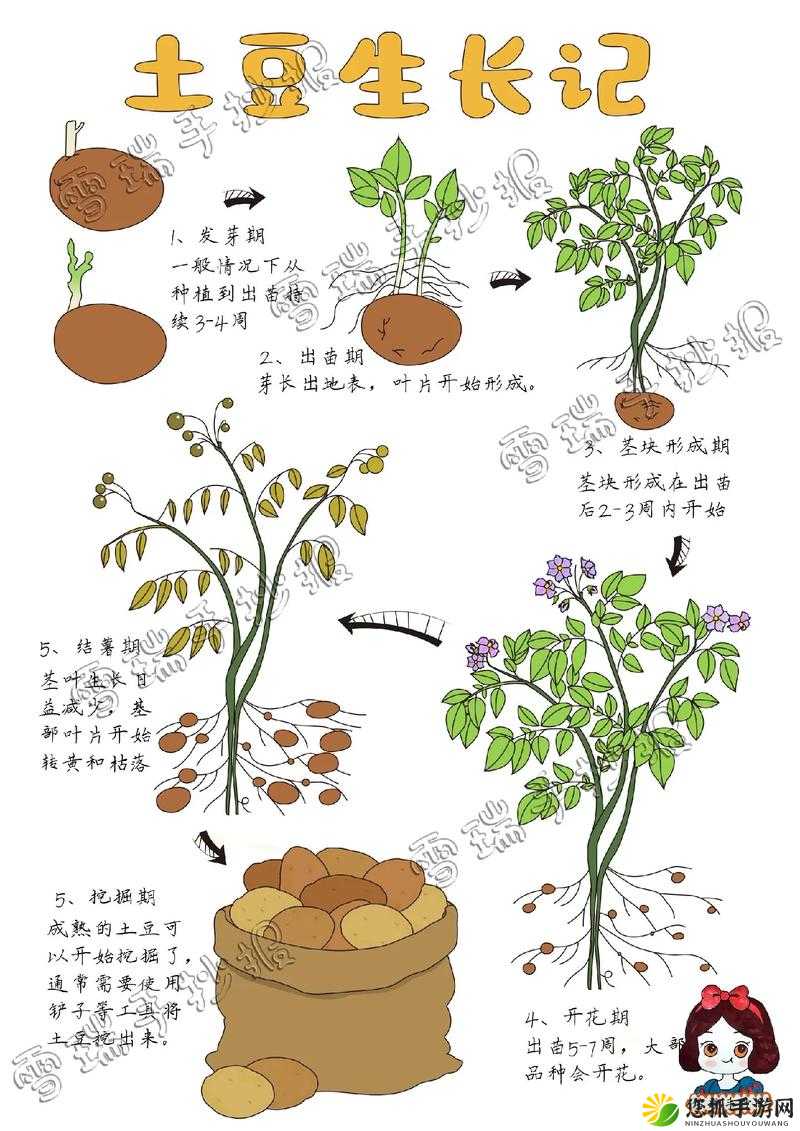 迷你世界土豆种植全方位指南，从播种技巧到丰收管理的详尽攻略